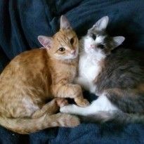 На Львовщине подростки совершили расправу над двумя котами (фото)