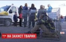 У Луцьку зоозахисники залізли у клітки та просили відвідувачів не йти на виставу до пересувного цирку (відео)