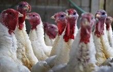 Право экспорта в ЕС получил украинский производитель мяса индейки