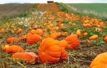 Україна запатентувала найменший у світі комбайн для баштанних культур (фото)