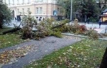 Вночі на Україну обрушилася буря: вітер повалив дерева, майже 200 населених пунктів знеструмлено (фото, відео)