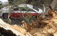 В центре Киева гнилое дерево упало на машину