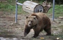 Американец подал в суд после того, как медведь бросился на него из мусорного бака