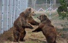 У Донецькій області активістам завадили вивезти ведмедів, які знаходяться в поганих умовах