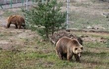 На них тренували собак і поїли алкоголем: зоозахисники врятували від знущань трьох ведмедів (відео)