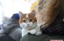 В центре Житомира состоялся марш за права животных