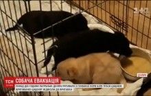 В Днепре патрульные более двух часов спасали щенков из норы - пришлось копать полтора метра (видео)