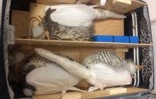 Контрабандист намагався вивезти з України до ОАЕ трьох червонокнижних соколів у валізі