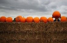 Гелловін на порозі: у Литві туристи їдуть на ферму, щоб зробити селфі на фоні тисячі гарбузів (відео)