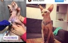 Animal activists furious at tattooing Sphynx cat's chest in Ukraine's Chernihiv – media