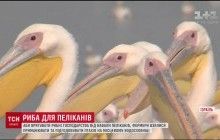 В Израиле фермеры придумали самый гуманный способ спасения своих хозяйств от пеликанов-мигрантов (видео)