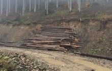 Ветеран АТО показал ужасные масштабы нелегальной вырубки леса в Карпатах (фоторепортаж)