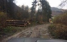 В ГБР сообщили, кто на Закарпатье допустил массовую вырубку деревьев
