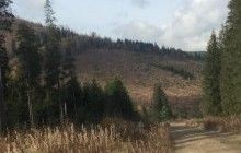 В Карпатах наконец могут остановить вырубку лесов: Зеленский подписал закон