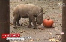 В пражском зоопарке родился детеныш редкого черного носорога (видео)