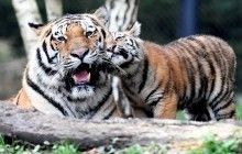 Четверо тигрят редкого вида впервые встретились с отцом (фоторепортаж)