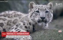 В зоопарке Нью-Йорка родился малыш редкого снежного леопарда (видео)