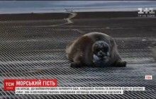 На Алясці 200-кілограмовий тюлень перекрив злітну смугу літакам (відео)