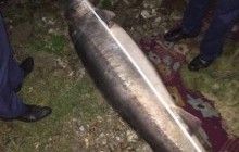 На Одещині затримали браконьєрів із червонокнижною 100-кілограмовою білугою (фото)