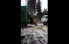 Падає на землю й не ворушиться: юзерів сполохав "порятунок" ведмедя у Росії (відео)