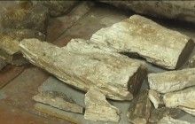 Под Запорожьем обнаружили останки мамонта (видео)