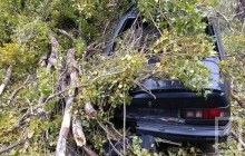 В Кривом Роге на машину и линию электропередач упало дерево (фото)