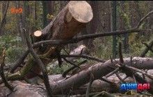 На Тернопольщине, упав с дерева, смертельно травмировался местный житель