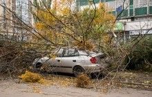 Сильный ветер в Киеве валил деревья (фоторепортаж)