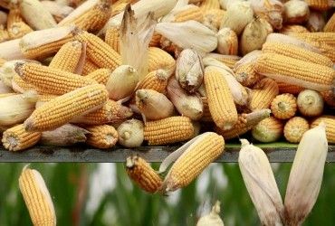 Пошлинный шантаж Трампа сработал: Украина теряет ключевой рынок