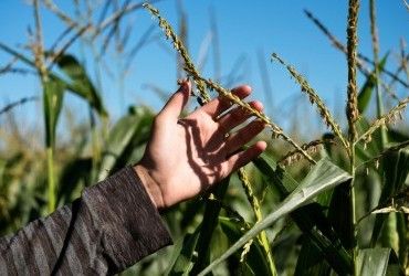 Можливе падіння вдвічі: аграрії відмовляються від ключової культури, – міністр
