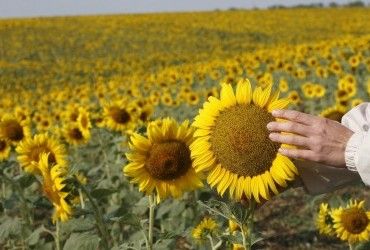У Єгипті соняшник поливають солонуватою водою: навіщо це потрібно