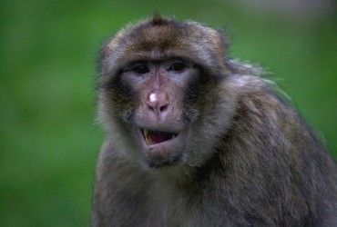 Римські офіцери заводили собі мавп і дарували їм поросят: що з'ясували вчені