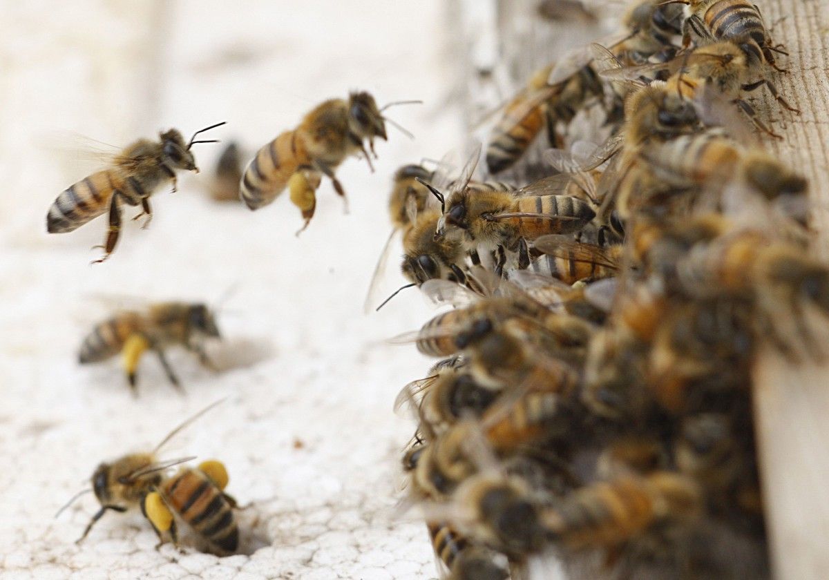 По данным "Укрпочты", часть "реанимированных" пчел отправители планируют повторно переслать заказчикам / фото REUTERS