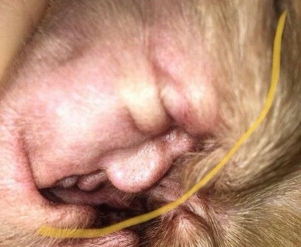 Американка увидела портрет Трампа в ухе своей собаки / фото FacesPics/Twitter Американка увидела портрет Трампа в ухе своей собаки / фото FacesPics/Twitter