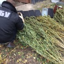 В Николаевской области изъяли партию марихуаны стоимостью 1,3 миллиона гривень (фото)