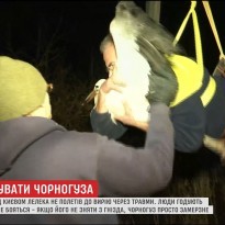Вторая попытка: на Киевщине с тяжелой техникой селяне спасали от холода аиста (видео)