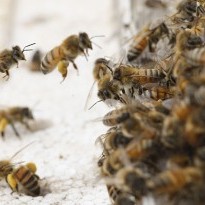 Ukraine's Carpathian bees to reinforce Canadian bee populations – Canada's ambassador