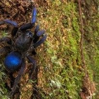 В Южной Америке открыли новый вид синих тарантулов