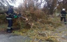 У Кривому Розі повалені шквальним вітром дерева пошкодили автомобілі, дахи та лінії електропередач