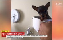 У Києві власник знайшов викраденого той-тер'єра через 2,5 років пошуків (відео)