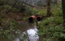 У Києві у Голосіївському парку виявили нелегальні каналізаційні стоки, що спричиняють сморід та убивають дерева
