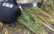 На Миколаївщині вилучили партію марихуани вартістю 1,3 мільйона гривень (фото)