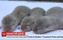 У каліфорнійському зоопарку світові показали рідкісних малят східної видри (відео)