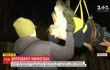 Вторая попытка: на Киевщине с тяжелой техникой селяне спасали от холода аиста (видео)