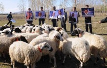 Вівці упізнали Барака Обаму: вчені розповіли про здатність тварин розпізнавати обличчя (фото, відео)