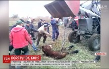 На Львовщине спасли коня, провалившегося в канализационный люк (видео)