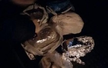 Car with 6.5 kg of explosives ready for use seized in Kyiv (Photos)