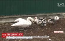 На Кировоградщине загрустил спасенный селянами лебедь (видео)