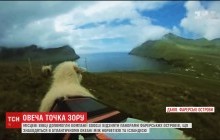 Google отснял онлайн-карты Фарерских островов с помощью овец (видео)