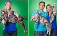 За пропавших котов из Книги рекордов назначили награду (фото)